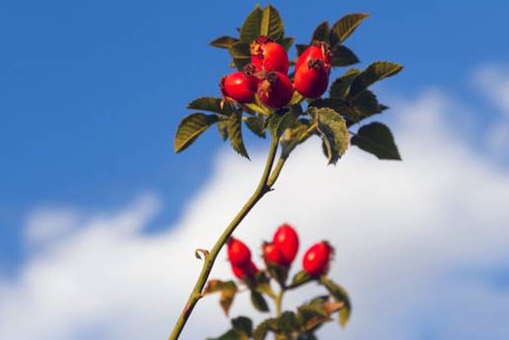 LOS 7 BENEFICIOS DEL ACEITE DE ROSA MOSQUETA PARA TU PIEL