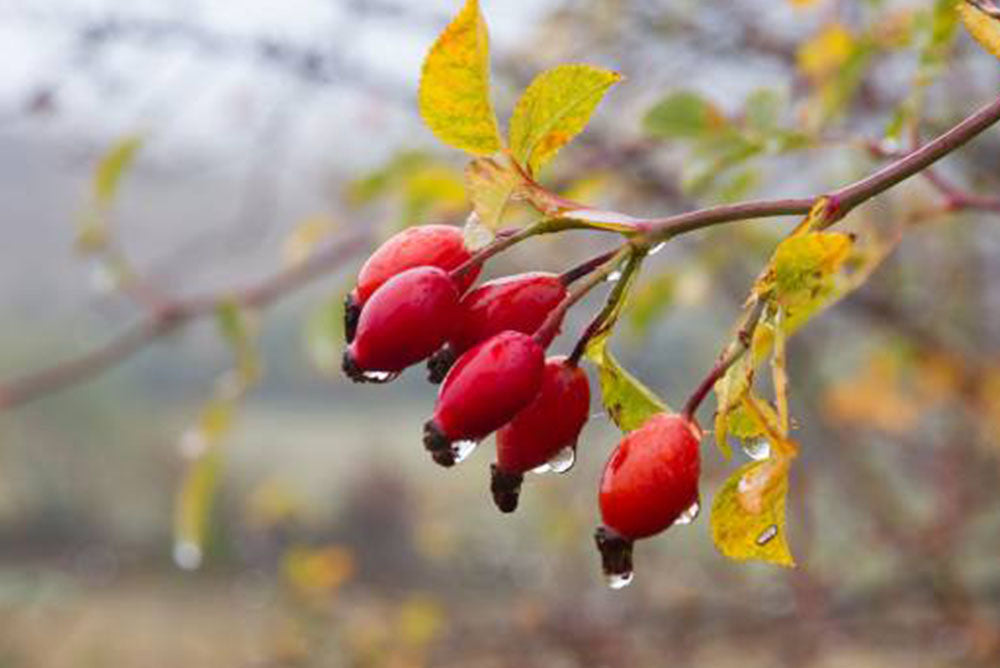 aceite rosa mosqueta cicatrices
